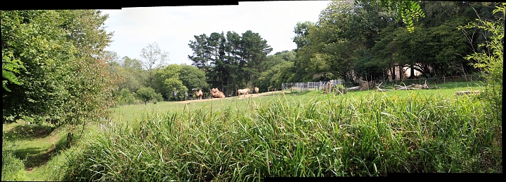 [1] pano, 100CANON, 3 images, IMG_2771 - IMG_2773 - 5628x2037 - SCUL-Smartblend.jpg - derrière l'enclos des chameau de Bactriane et chevaux de Przewalski
